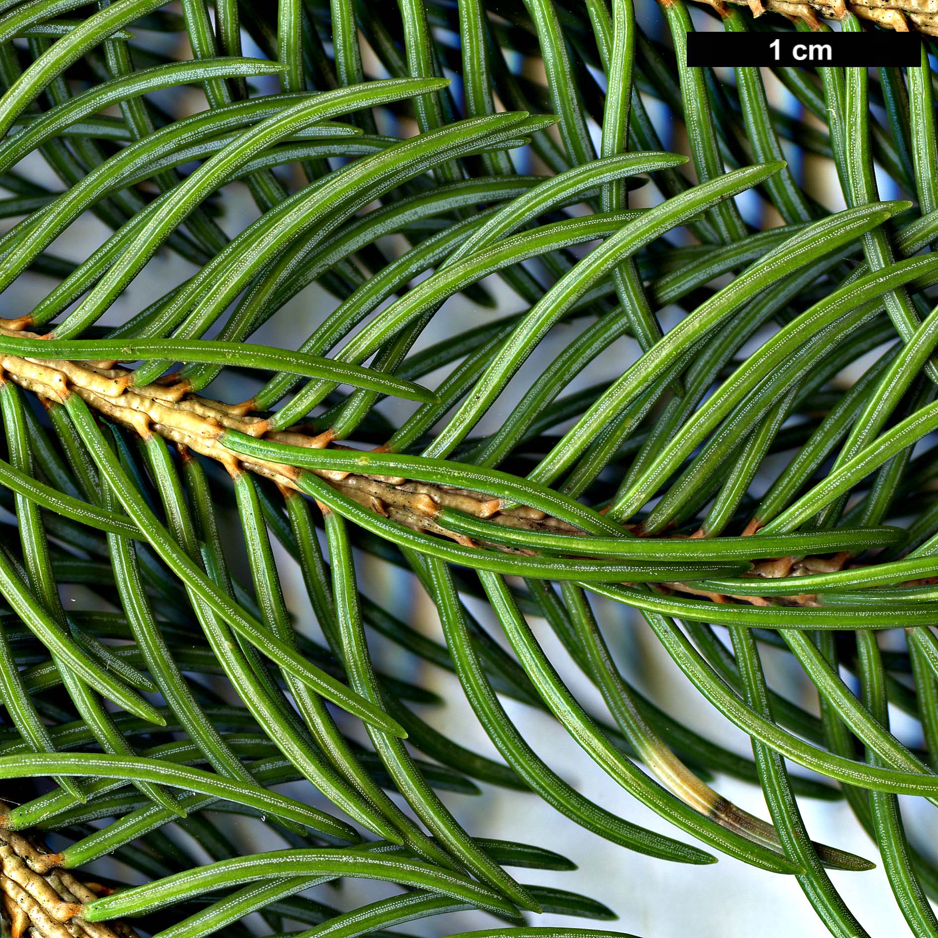 High resolution image: Family: Pinaceae - Genus: Picea - Taxon: ×lutzii (P.glauca × P.sitchensis)